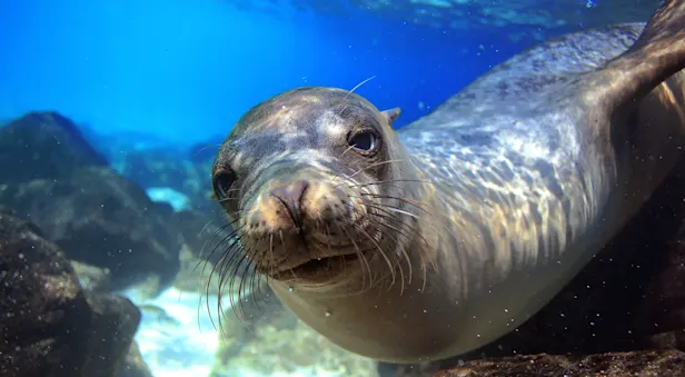 A sea lion swims near the photographer underwater in the Galapagos Islands