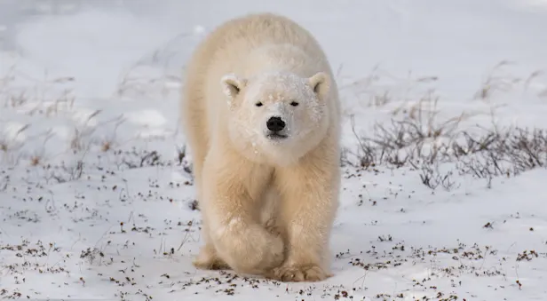 A polar bear cub walks on the snowy tundra in Churchill, Manitoba Canada