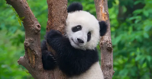 Image of Asia Adventures