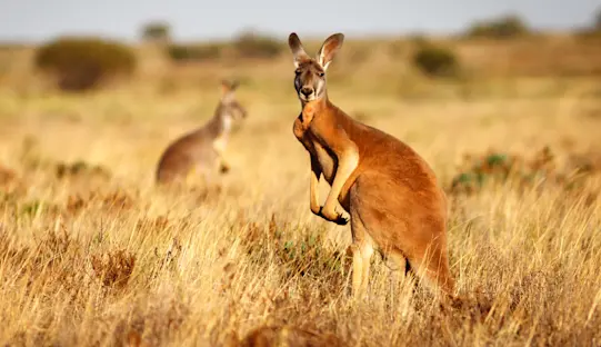 Image of Australia & New Zealand Adventures