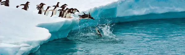 Penguins One After Another Jump Into The Blue Water From A Snow-white Iceberg, Antarctica