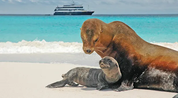 A mother sea lion looks at her baby on the beach with a ship in the background in the Galapagos Islands