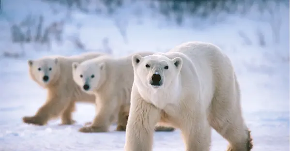 Polar bears in Churchill by P. Endres