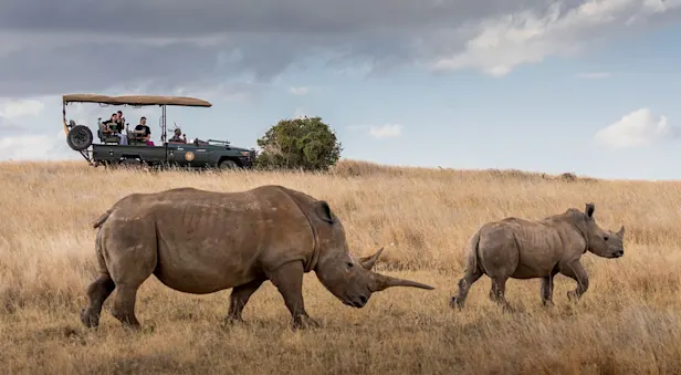 Rhino, Kenya, Safari