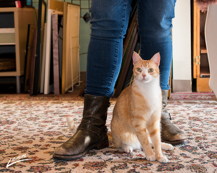 Cat Adoption is the Purrfect Solution to the Homeless Cat Crisis