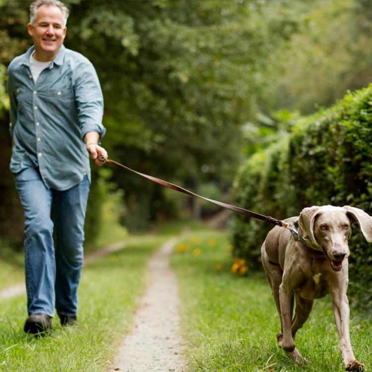 7 Reasons to Walk Your Dog