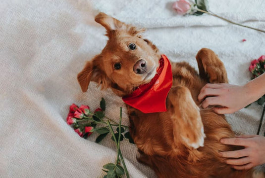 3 Reasons to Adopt a Pet this Valentine’s Day