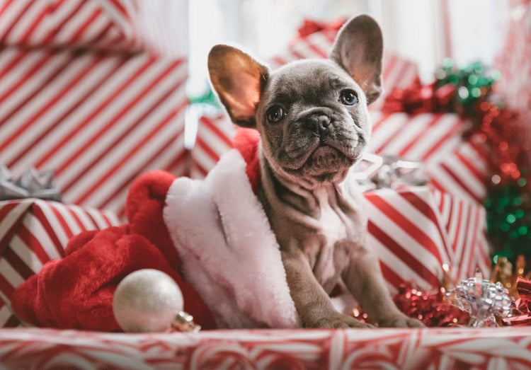 Top 5 Reasons to Adopt a Rescue Dog this Christmas Season