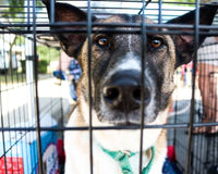 Animal Shelters in Crisis: What’s Happening?