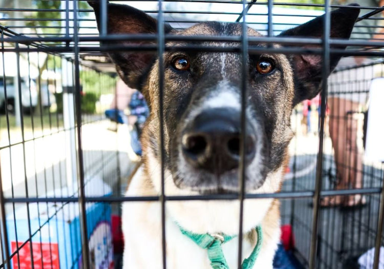 Animal Shelters in Crisis: What’s Happening?